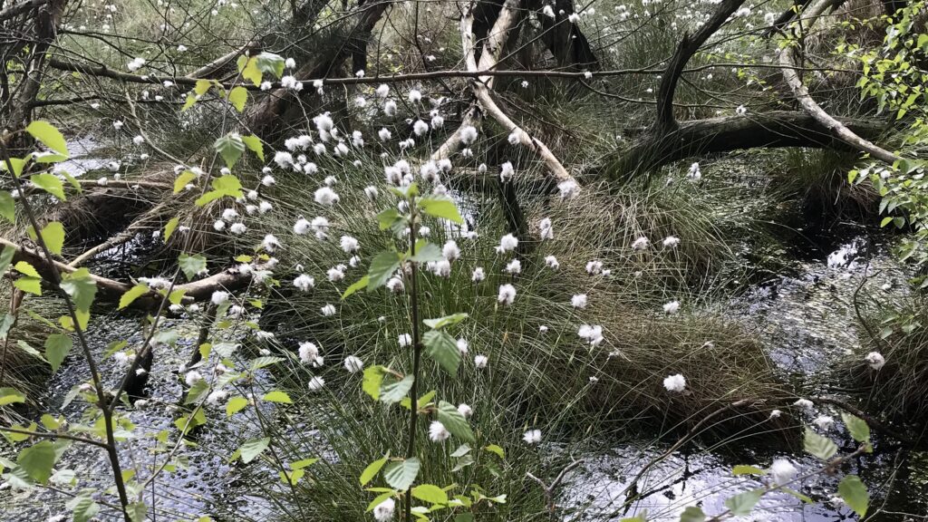 Weißes Moor mit blühendem Wollgras